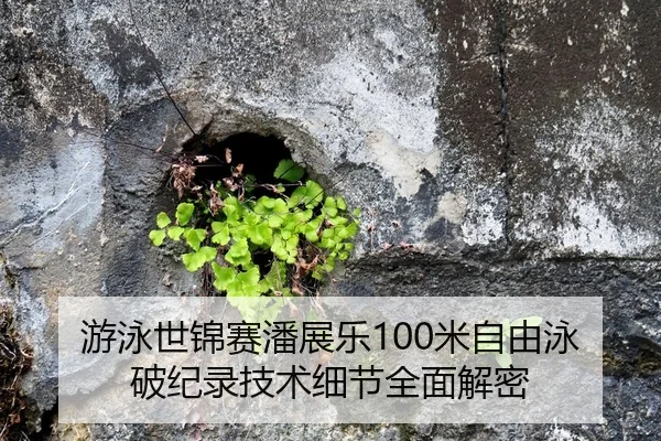 游泳世锦赛潘展乐100米自由泳破纪录技术细节全面解密