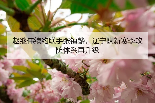 赵继伟续约联手张镇麟，辽宁队新赛季攻防体系再升级